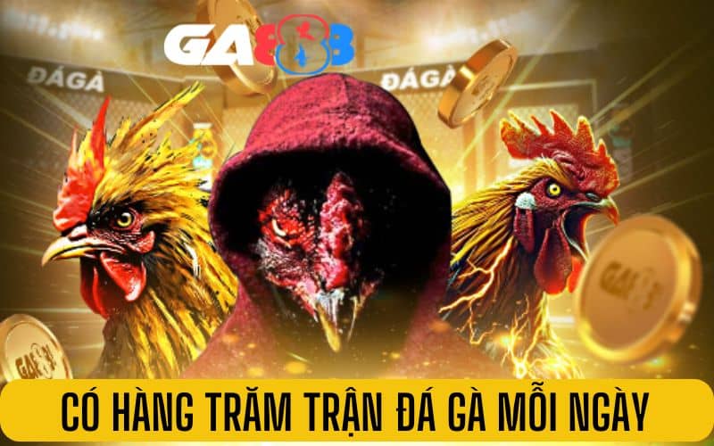 Đá gà tại GA888 có hàng trăm trận đấu mỗi ngày