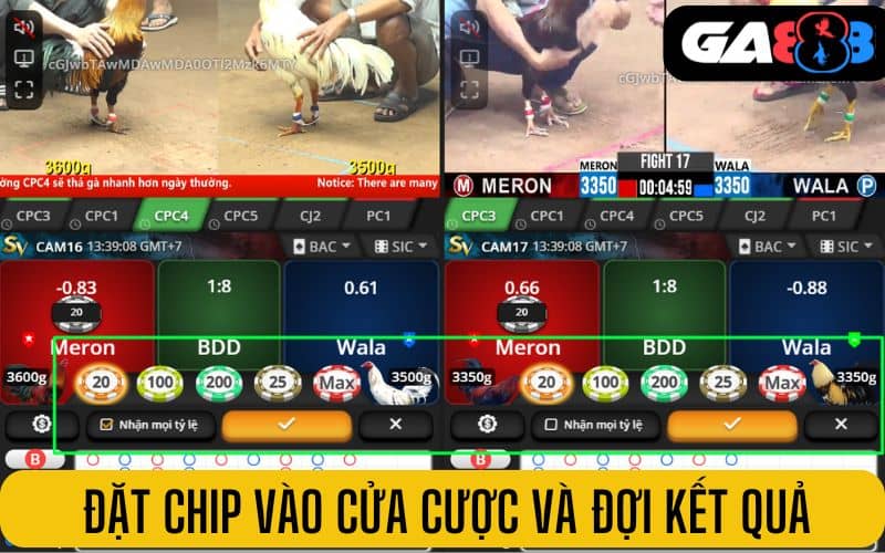 Đặt chip vào cửa cược và đợi kết quả trận đấu