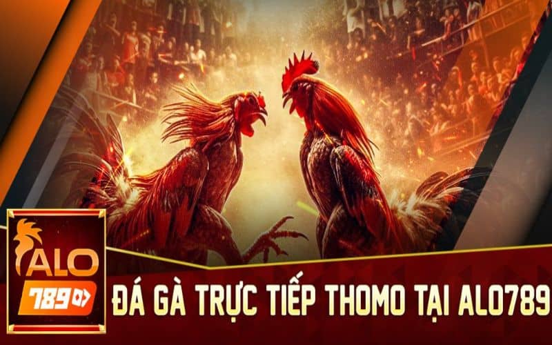 ALO789 cung cấp các trận đá gà từ đấu trường Thomo